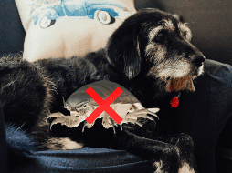 Las chinches son peligrosas tanto en humanos como en perros. UNSPLASH / L. CUTLE