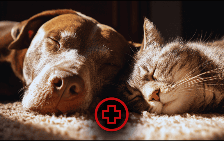 Uno de cada tres perros desarrollará algún tipo de cáncer a lo largo de su vida.En gatos, aunque su incidencia es menor, suele diagnosticarse en etapas avanzadas. ESPECIAL / CANVA