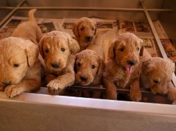 Criadero La Puerta. GENTE BIEN JALISCO/ Revista del 16 de enero 2026