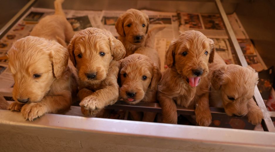 Criadero La Puerta. GENTE BIEN JALISCO/ Revista del 16 de enero 2026