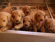 Criadero La Puerta. GENTE BIEN JALISCO/ Revista del 16 de enero 2026