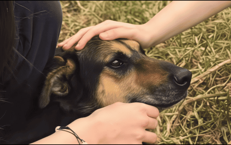 El 10 de diciembre en la noche, la Fundación Haghenbeck tomó posesión del Refugio Franciscano. INSTAGRAM / @refugio_franciscano_ac