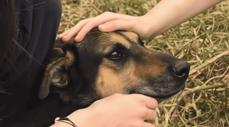 El 10 de diciembre en la noche, la Fundación Haghenbeck tomó posesión del Refugio Franciscano. INSTAGRAM / @refugio_franciscano_ac