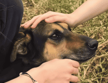 El 10 de diciembre en la noche, la Fundación Haghenbeck tomó posesión del Refugio Franciscano. INSTAGRAM / @refugio_franciscano_ac