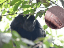 La confirmación de la muerte de este primate valida los temores expresados recientemente por expertos en sanidad animal. ESPECIAL / CANVA