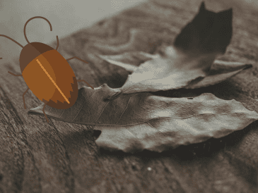 Una planta aromática con compuestos volátiles que ha sido analizada por su posible efecto repelente de insectos y que, además, ocupa un lugar importante en prácticas tradicionales como el Feng Shui. ESPECIAL/ Unsplash