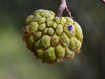 Además de su dulce sabor, la chirimoya contiene múltiples vitaminas y minerales. UNSPLASH / M. WIWEKWAN