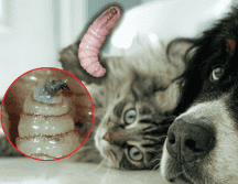 Entre las infecciones activas al corte del 7 de enero se encuentran 189 a caninos, cuatro felinos y un ave. ESPECIAL/Unplash/Gobierno de México