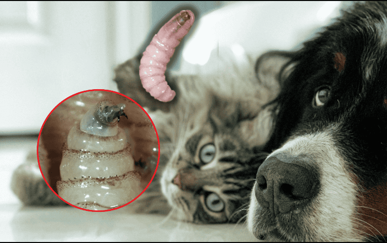 Entre las infecciones activas al corte del 7 de enero se encuentran 189 a caninos, cuatro felinos y un ave. ESPECIAL/Unplash/Gobierno de México