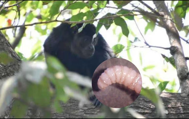 Aguililla pecho rojo (Buteo lineatus), el gavilán pollero, la paloma, el ciervo rojo, el búfalo de agua y el mono saraguato, fueron algunos de los animales afectados. SUN / ESPECIAL