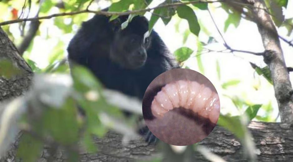 Aguililla pecho rojo (Buteo lineatus), el gavilán pollero, la paloma, el ciervo rojo, el búfalo de agua y el mono saraguato, fueron algunos de los animales afectados. SUN / ESPECIAL