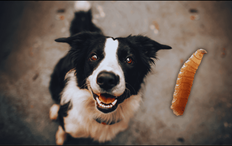 El gusano barrenador ya no se limita sólo a animales de producción. ESPECIAL / CANVA