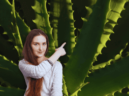 El aloe vera no debe ser utilizada de manera crónica ya que podría ocasionar la perdida de potasio o un cuadro de deshidratación. ESPECIAL / CANVA