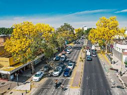 El arbolado urbano en el Centro de la ciudad forma parte del diagnóstico metropolitano que permitirá orientar acciones de planeación. EL INFORMADOR/Archivo