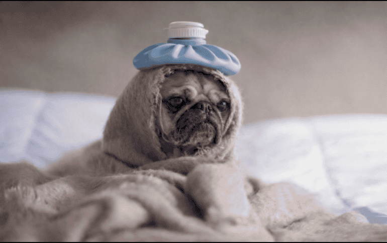 Cuando tu perro está enfermo, es importante acudir al veterinario para que le dé el tratamiento indicado. UNSPLASH / M. HENRY