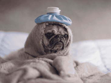 Cuando tu perro está enfermo, es importante acudir al veterinario para que le dé el tratamiento indicado. UNSPLASH / M. HENRY