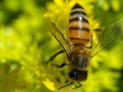 Especialistas en ecología urbana señalan que las abejas no permanecen en espacios hostiles para su supervivencia. PEXELS