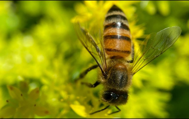 Especialistas en ecología urbana señalan que las abejas no permanecen en espacios hostiles para su supervivencia. PEXELS