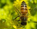 Especialistas en ecología urbana señalan que las abejas no permanecen en espacios hostiles para su supervivencia. PEXELS