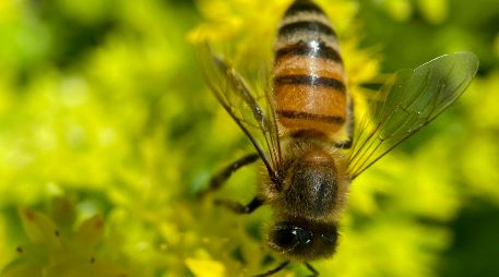 Especialistas en ecología urbana señalan que las abejas no permanecen en espacios hostiles para su supervivencia. PEXELS