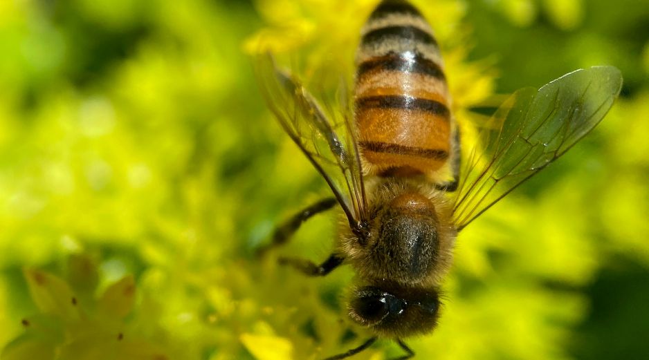 Especialistas en ecología urbana señalan que las abejas no permanecen en espacios hostiles para su supervivencia. PEXELS