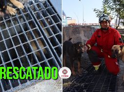 Bomberos de Zapopan lograron el rescate y dejaron al perro en libertad. ESPECIAL / FACEBOOK Protección Civil y Bomberos Zapopan