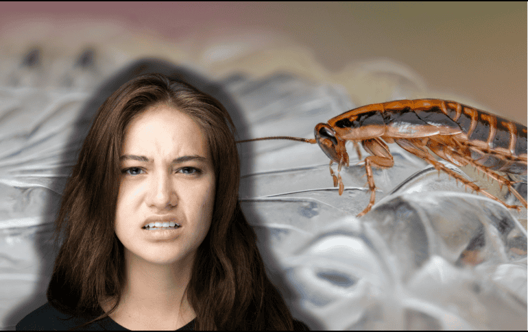 Existe un truco definitivo para eliminar las cucarachas del hogar de forma eficaz, con el que evitarás tener que desembolsar tanto dinero. ESPECIAL/Canva/Unplash