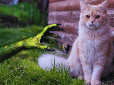 La panleucopenia felina, también conocida como enteritis infecciosa felina, es una enfermedad viral causada por un parvovirus genéticamente similar al parvovirus canino. ESPECIAL / CANVA