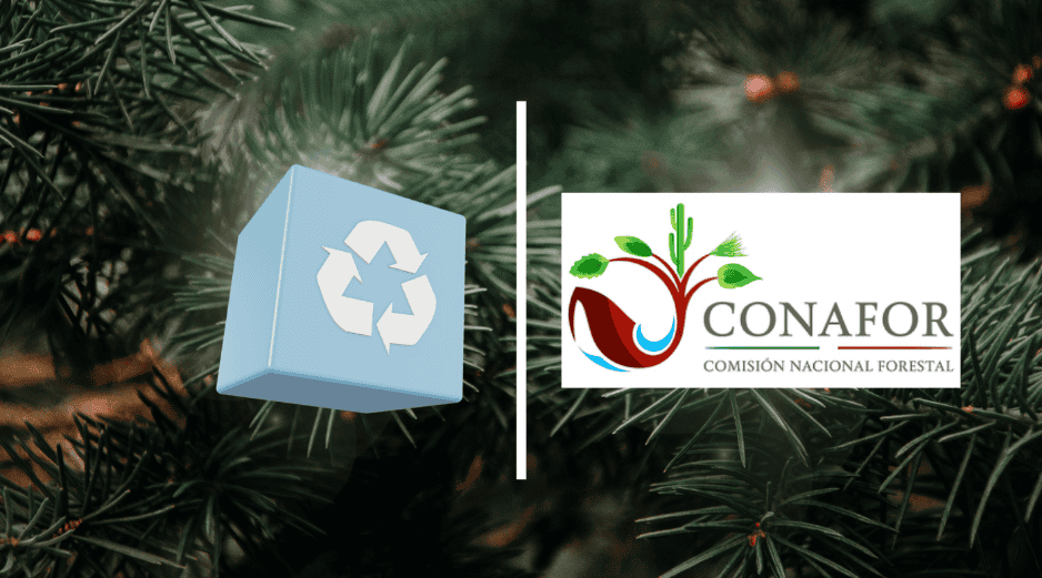 Bajo las condiciones óptimas un árbol natural que sirvió como adorno en navidad volverá a la tierra sin representar contaminación alguna. CONAFOR/CANVA/ESPECIAL