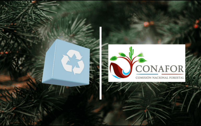 Bajo las condiciones óptimas un árbol natural que sirvió como adorno en navidad volverá a la tierra sin representar contaminación alguna. CONAFOR/CANVA/ESPECIAL