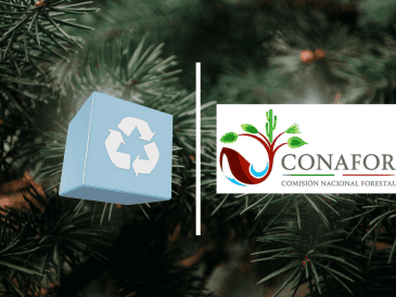 Bajo las condiciones óptimas un árbol natural que sirvió como adorno en navidad volverá a la tierra sin representar contaminación alguna. CONAFOR/CANVA/ESPECIAL