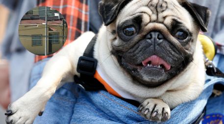 Entre las opciones más populares se encuentran los perros de raza pug, conocidos por su temperamento tranquilo y su preferencia por la vida en interiores. ESPECIAL / AP y EL INFORMADOR