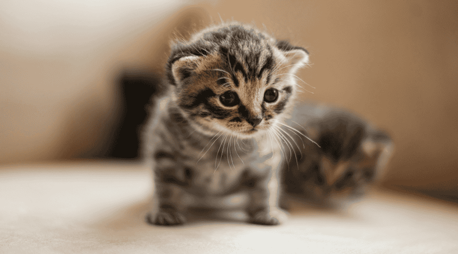 Durante las primeras semanas, los cambios en el cuerpo del gatito son rápidos y evidentes. Unsplash