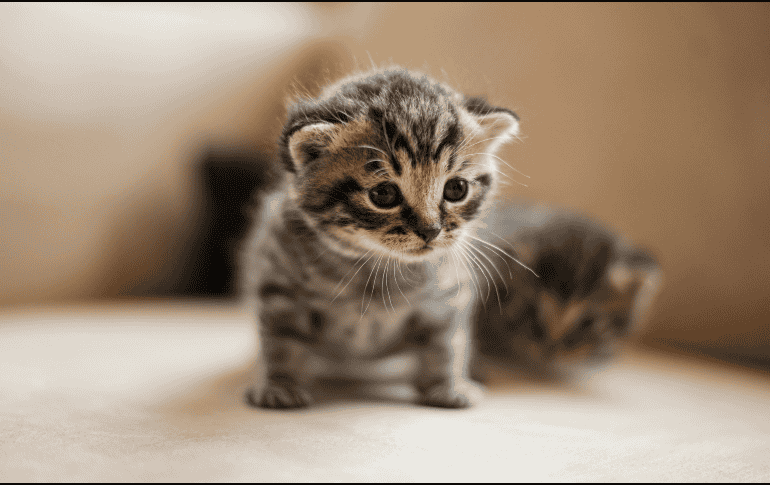 Durante las primeras semanas, los cambios en el cuerpo del gatito son rápidos y evidentes. Unsplash