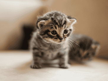 Durante las primeras semanas, los cambios en el cuerpo del gatito son rápidos y evidentes. Unsplash