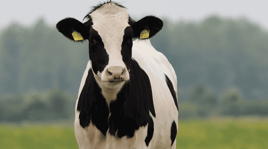 El hallazgo muestra también nuestro sesgo cognitivo, puesto que convivimos con ganado bovino desde hace unos 10 mil años. ESPECIAL