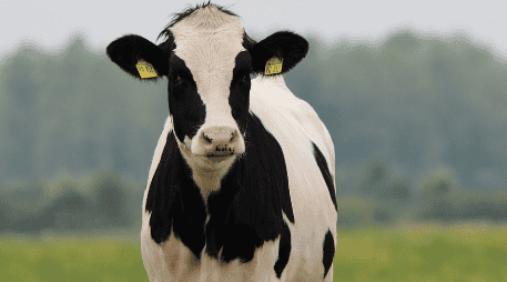 El hallazgo muestra también nuestro sesgo cognitivo, puesto que convivimos con ganado bovino desde hace unos 10 mil años. ESPECIAL