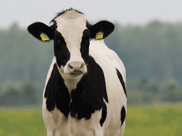 El hallazgo muestra también nuestro sesgo cognitivo, puesto que convivimos con ganado bovino desde hace unos 10 mil años. ESPECIAL