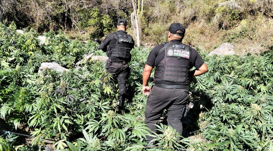 En diciembre pasado, autoridades localizaron cerca de 80 kilos de marihuana sobre la carretera Guadalajara - Tepic, en el municipio de Hostotipaquillo. ESPECIAL/Policía del Estado