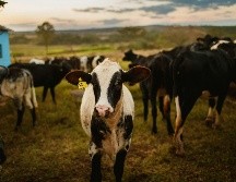 Por especies, los bovinos sumaron más de diez mil 106 casos acumulados, pero el GBG ya alcanzó a otras especies como perros, gatos, aves e incluso humanos; los casos por miasis ascienden a 105. Unsplash