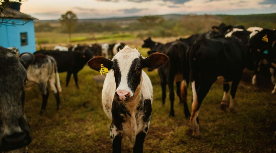 Por especies, los bovinos sumaron más de diez mil 106 casos acumulados, pero el GBG ya alcanzó a otras especies como perros, gatos, aves e incluso humanos; los casos por miasis ascienden a 105. Unsplash