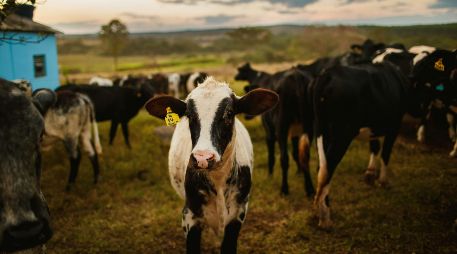 Por especies, los bovinos sumaron más de 10.106 casos acumulados, pero el GBG ya alcanzó a otras especies como perros, gatos, aves e incluso humanos, que ascienden a 105 casos por miasis. Unsplash