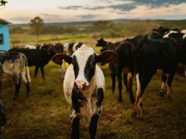 Por especies, los bovinos sumaron más de 10.106 casos acumulados, pero el GBG ya alcanzó a otras especies como perros, gatos, aves e incluso humanos, que ascienden a 105 casos por miasis. Unsplash