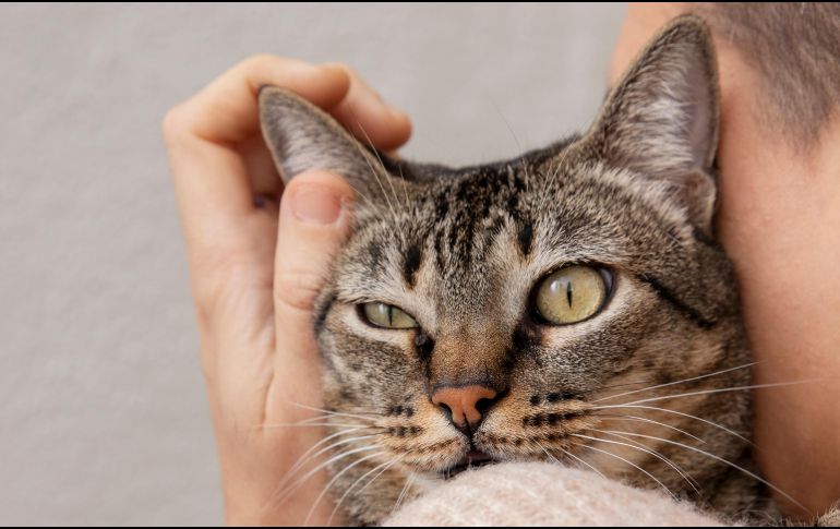 Hacen un llamado a las y los tutores de las mascotas a acudir al veterinario en caso de notar cualquier síntoma que pueda estar relacionado a la panleucopenia felina. FREEPIK
