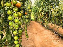 Las primeras cosechas se recogerán hasta dentro de cuatro años. PEXELS