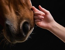 Comprender mejor estos mecanismos es un elemento importante del bienestar equino, de la seguridad y de la eficacia de los entrenamientos. ESPECIAL / CANVA