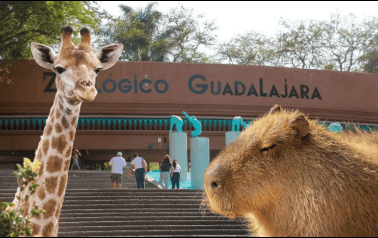 Los paquetes ofrecen una experiencia completa que combina diversión, aprendizaje y aventura. ESPECIAL/ EL INFORMADOR/ ARCHIVO/ Unsplash