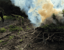 Agentes estatales y federales localizaron otros tres terrenos de sembradíos de la droga. ESPECIAL/Policía del Estado