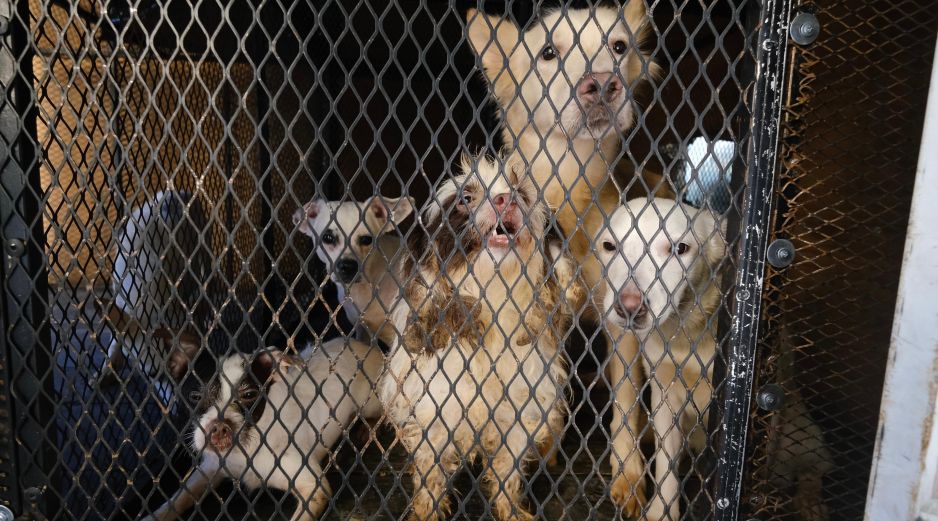 Los animales rescatados fueron trasladados a las instalaciones de Protección Animal Guadalajara, donde reciben atenciones veterinarias. ESPECIAL / Fiscalía de Jalisco