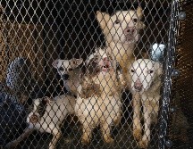 Los animales rescatados fueron trasladados a las instalaciones de Protección Animal Guadalajara, donde reciben atenciones veterinarias. ESPECIAL / Fiscalía de Jalisco